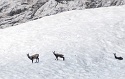 Karkopf Klettersteig